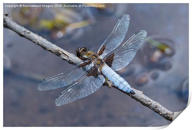  Broad Bodied chaser at rest Print by Ravenswood Imagery