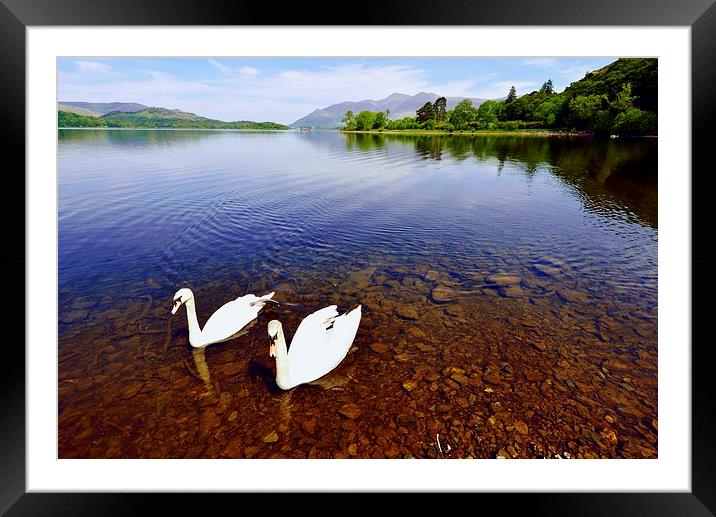  Swans on Derwent Water Framed Mounted Print by John Vaughan
