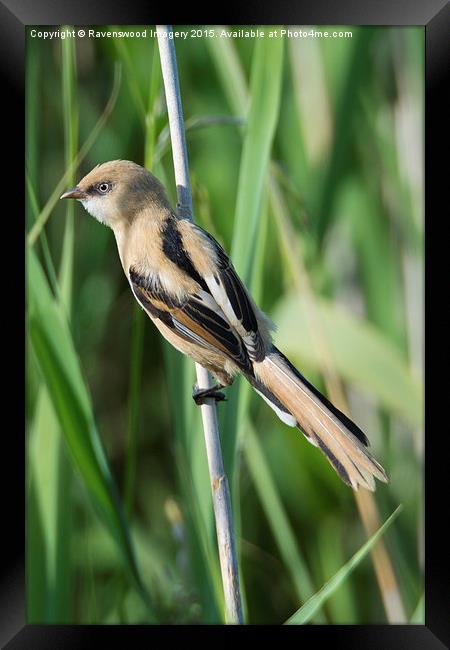  Bearded  Beauty Framed Print by Ravenswood Imagery