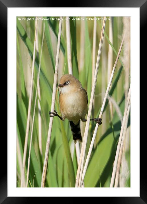  Bearded tit Trapeze Artist Framed Mounted Print by Ravenswood Imagery