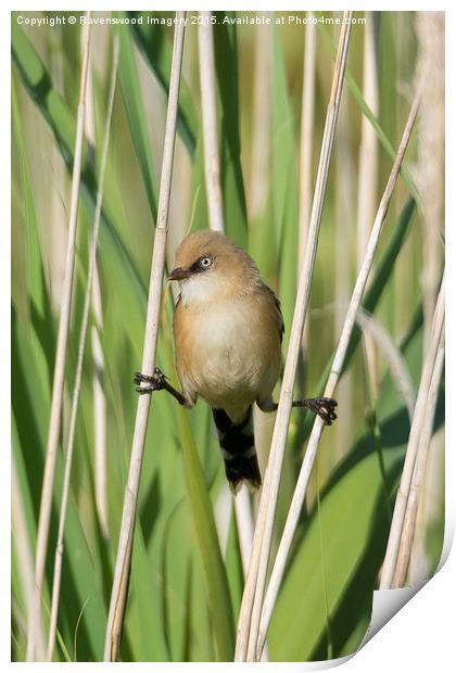  Bearded tit Trapeze Artist Print by Ravenswood Imagery