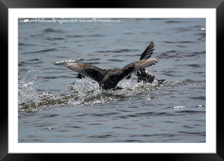  Battling Coots Framed Mounted Print by Ravenswood Imagery