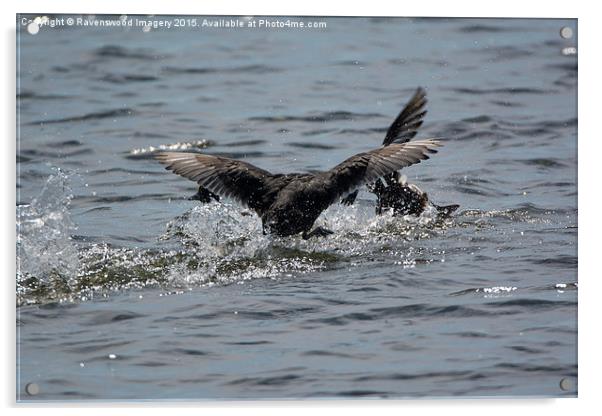  Battling Coots Acrylic by Ravenswood Imagery