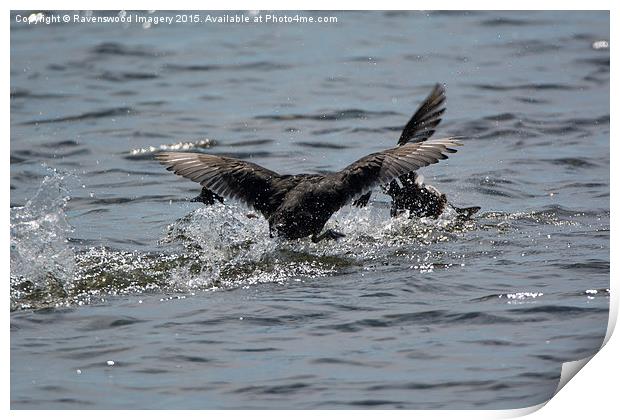  Battling Coots Print by Ravenswood Imagery