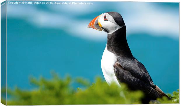 Puffin gazing out to sea Canvas Print by Katie Mitchell