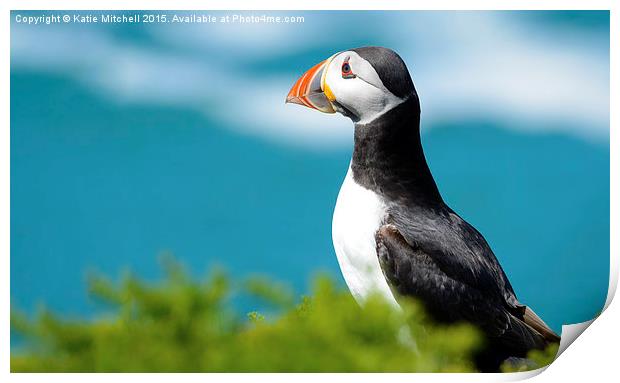 Puffin gazing out to sea Print by Katie Mitchell