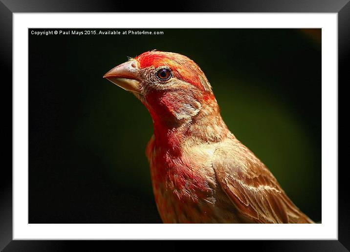 Male House Finch Framed Mounted Print by Paul Mays