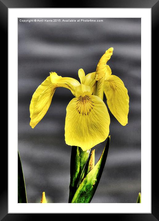  Yellow Flag Framed Mounted Print by Avril Harris