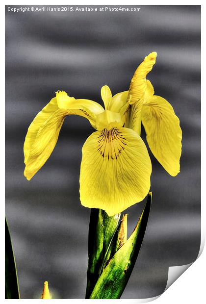  Yellow Flag Print by Avril Harris