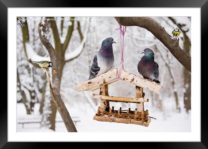 Hungry tits and pigeons sitting Framed Mounted Print by Arletta Cwalina