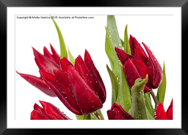 Red tulip heads sprinkled Framed Mounted Print by Arletta Cwalina