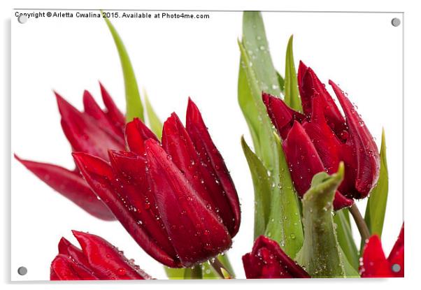 Red tulip heads sprinkled Acrylic by Arletta Cwalina