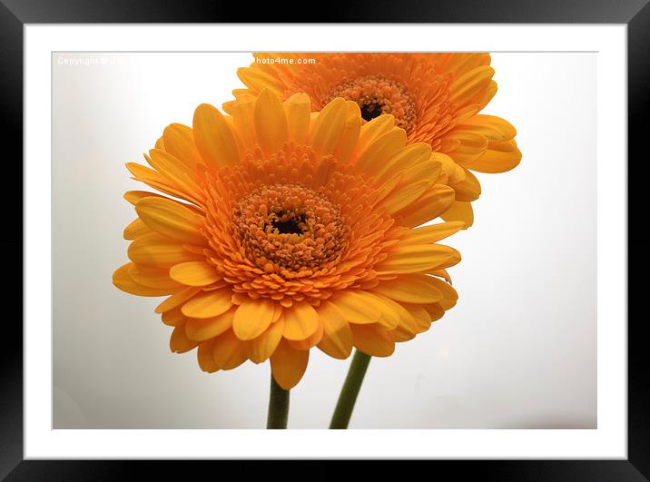  yellow gerbera flowers Framed Mounted Print by Photogold Prints