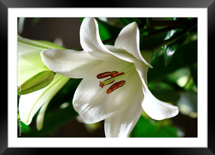  A Loving Lilly Framed Mounted Print by Hayley Dew