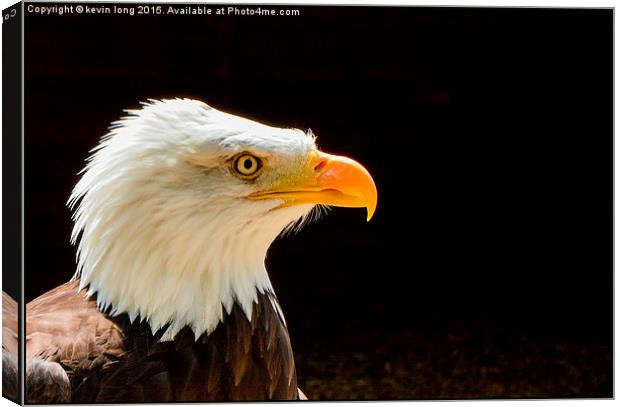  bald eagle up close and personal  Canvas Print by kevin long