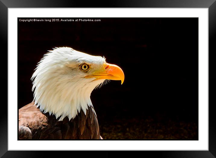  bald eagle up close and personal  Framed Mounted Print by kevin long