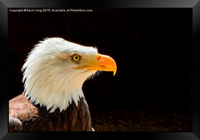  bald eagle up close and personal  Framed Print by kevin long
