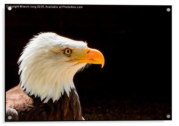  bald eagle up close and personal  Acrylic by kevin long