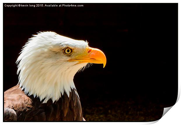  bald eagle up close and personal  Print by kevin long