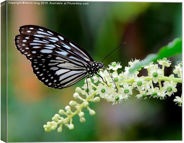  butterfly's grazing on wildlife  Canvas Print by kevin long