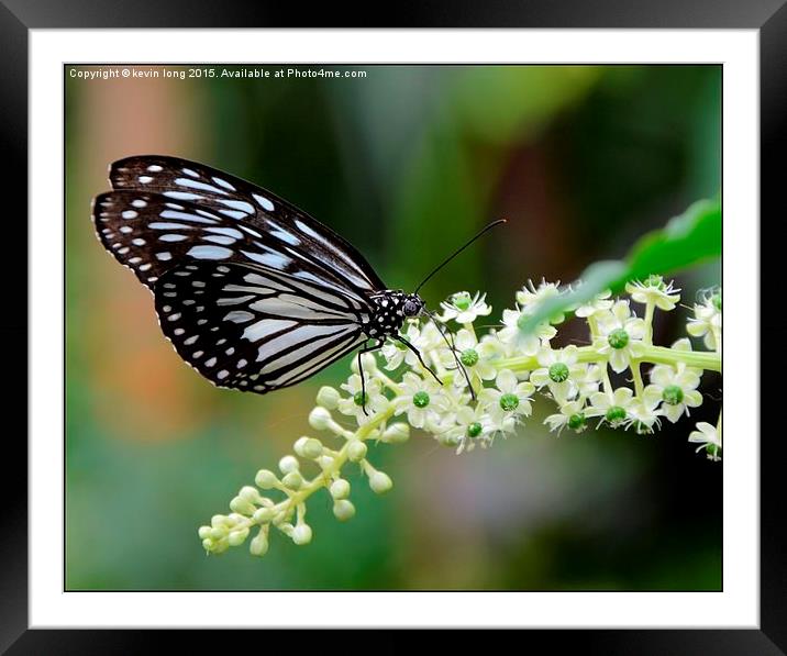 butterfly's grazing on wildlife  Framed Mounted Print by kevin long