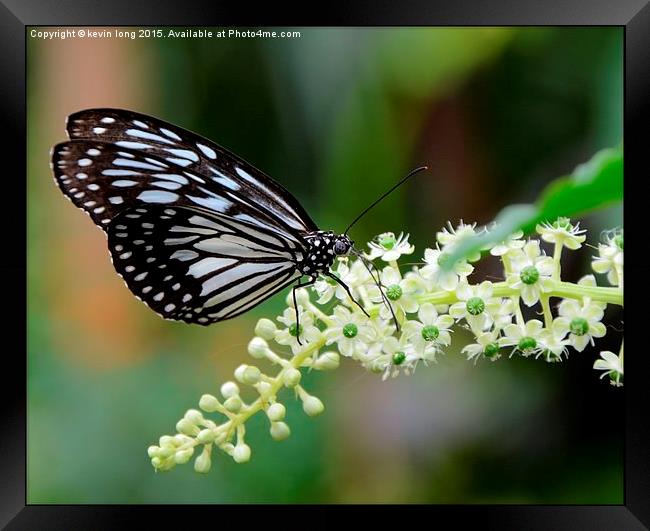  butterfly's grazing on wildlife  Framed Print by kevin long