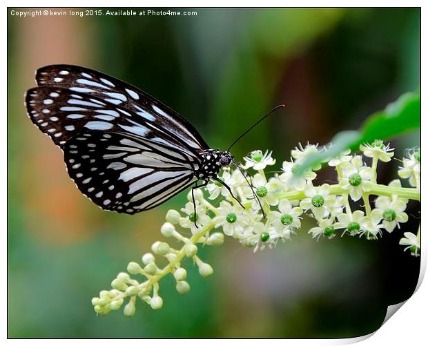  butterfly's grazing on wildlife  Print by kevin long