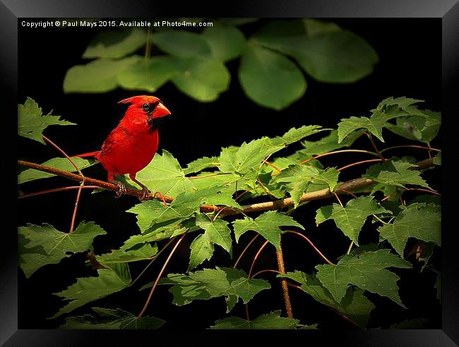  Male Kentucky Cardinal  Framed Print by Paul Mays
