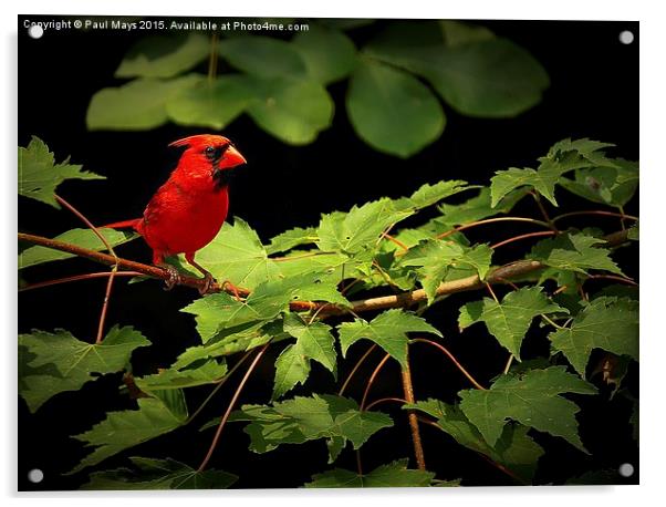  Male Kentucky Cardinal  Acrylic by Paul Mays