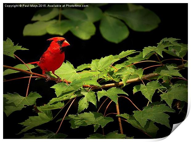  Male Kentucky Cardinal  Print by Paul Mays