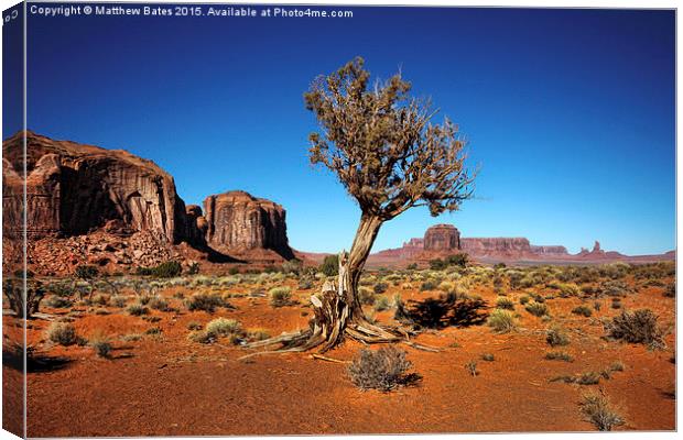  Monument Valley Tree Canvas Print by Matthew Bates