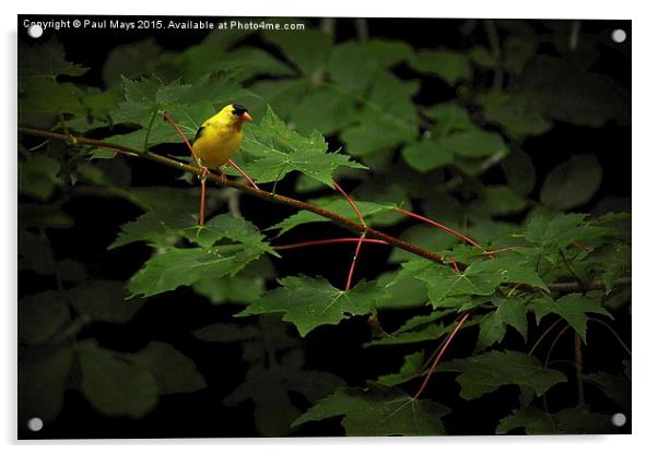  Male American goldfinch  Acrylic by Paul Mays