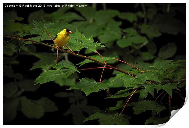  Male American goldfinch  Print by Paul Mays