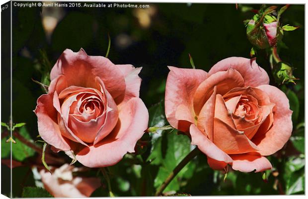  Peach patio roses Canvas Print by Avril Harris