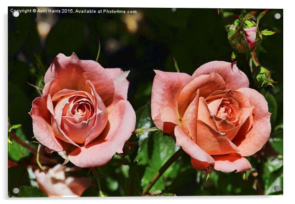  Peach patio roses Acrylic by Avril Harris