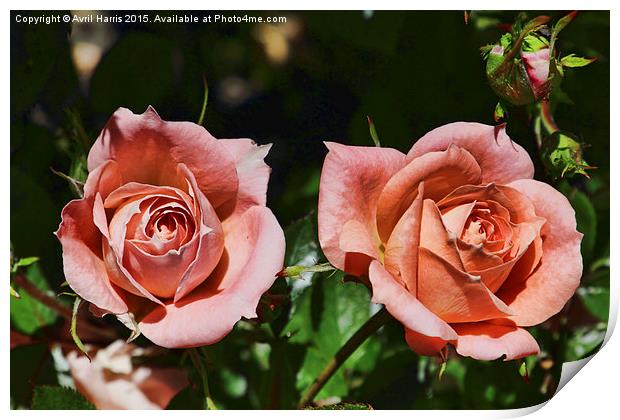  Peach patio roses Print by Avril Harris