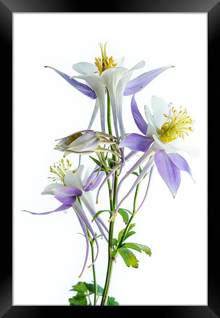 Lilac Aquilegia Framed Print by Ann Garrett