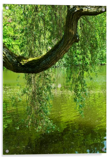 Crying Tree Acrylic by Svetlana Sewell