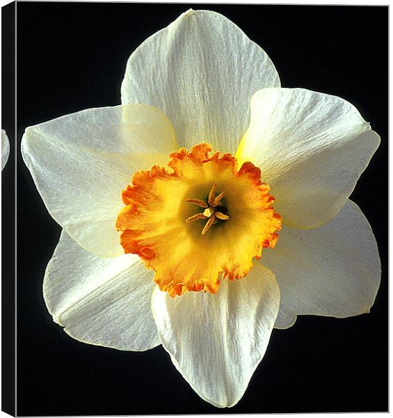 NARCISSI Canvas Print by Ray Bacon LRPS CPAGB