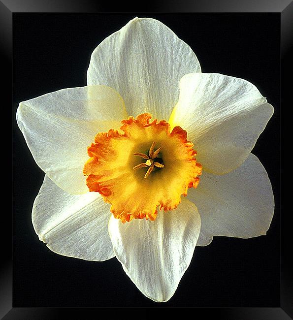 NARCISSI Framed Print by Ray Bacon LRPS CPAGB