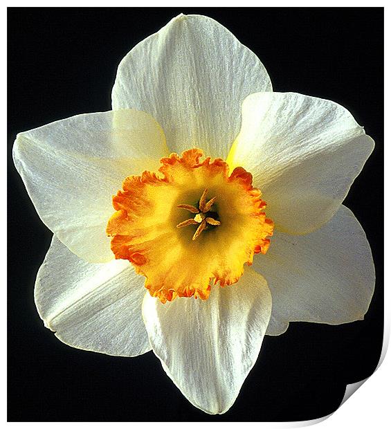 NARCISSI Print by Ray Bacon LRPS CPAGB