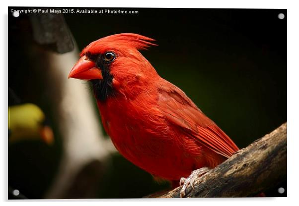 Male Kentucky Cardinal Acrylic by Paul Mays