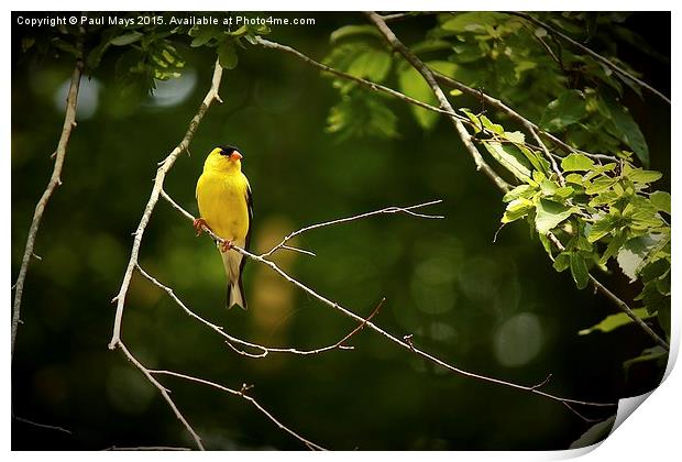 Male American Goldfinch Print by Paul Mays