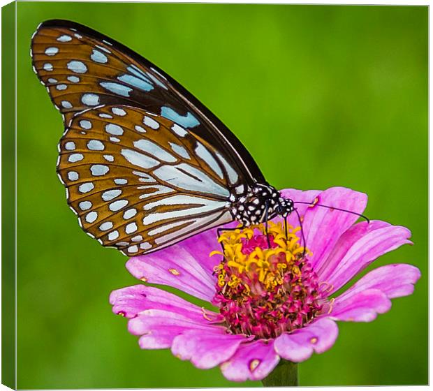 Butterfly on the red flower Canvas Print by Hassan Najmy