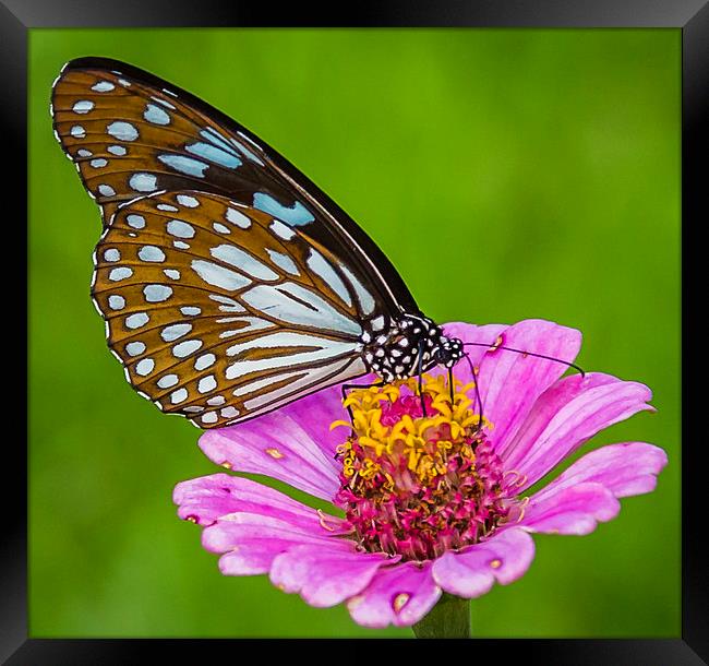Butterfly on the red flower Framed Print by Hassan Najmy