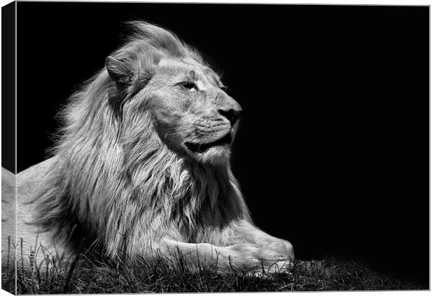  King Of Beasts Canvas Print by Nigel Jones