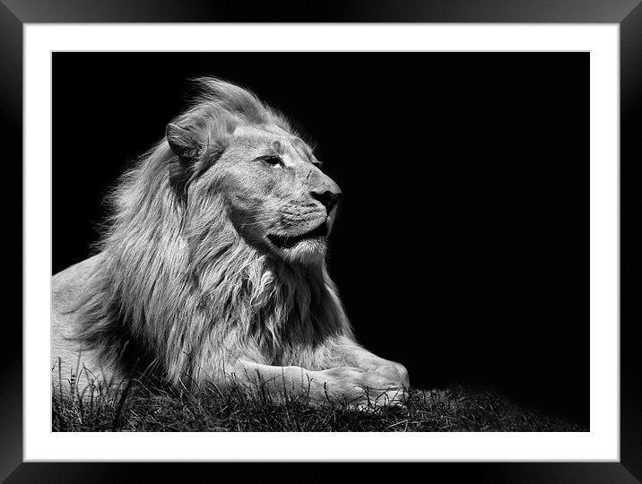  King Of Beasts Framed Mounted Print by Nigel Jones