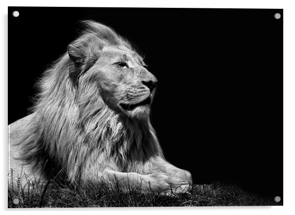  King Of Beasts Acrylic by Nigel Jones