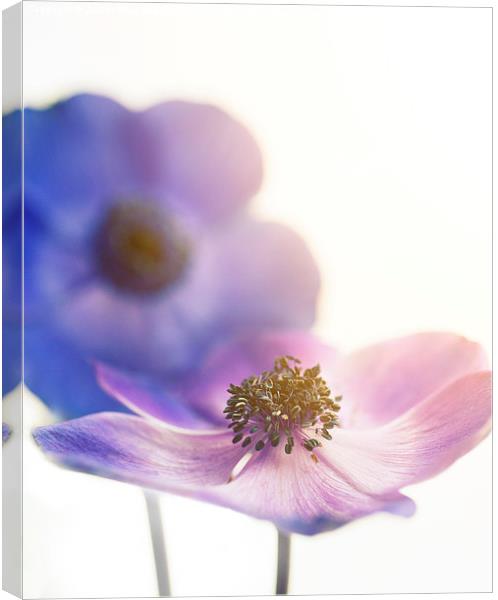  Sunlit Flowers Canvas Print by James Rowland