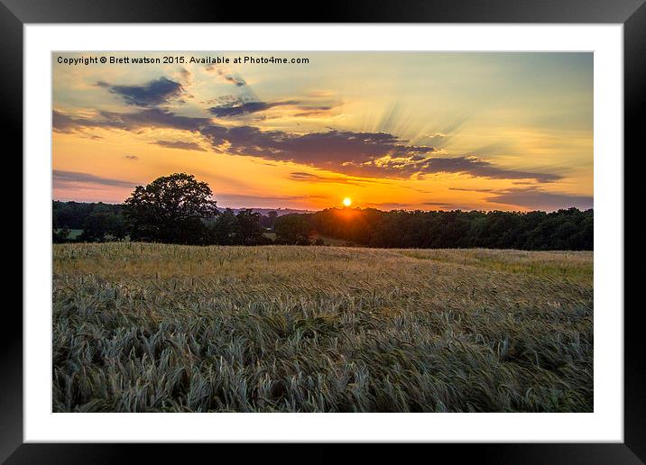  sunset over corn fields Framed Mounted Print by Brett watson